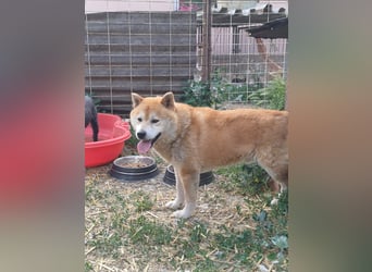 Fürge PP – sanfter Shiba-Rüde sucht ruhiges Zuhause