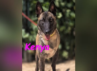Kenya 10/2024 (ESP) - lebensfrohe und liebevolle, wunderschöne Malinois Junghündin!