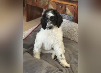 Bezaubernde Königspudel Welpen, Großpudel, Harlekin, Pudel, Videos