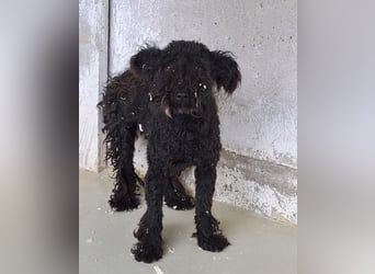 CINKA – RESERVIERT – KLEINE KÄMPFERIN MIT GROSSEM HERZ