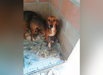 Durbans – raus aus dem Tierheim und eine Heimat finden…...