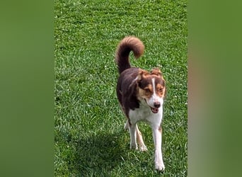 Carlos sucht sein perfektes Match-wartet in PLZ 49143 Bissendorf