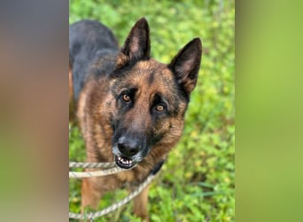 Bentley (Spanien) - sanfter Rüde sucht seine Menschen