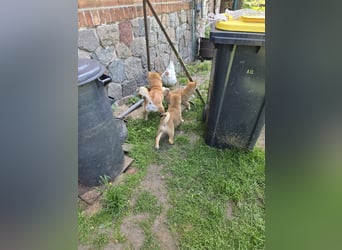 Shiba inu Welpen.   vom Haus Joe   ,Liebhaberzucht