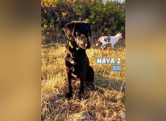 Maya,geb.05/24,kuschelbedürftiges Labrador-Mix Mädchen sucht ihre Familie