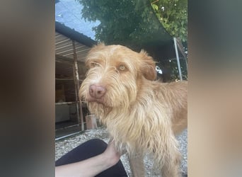 GRIZZY sucht Zuhause im Glück