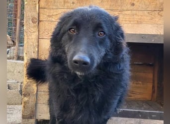 LENZI❤️unser kroat. Schäferhund-Mix-Rüde ist ein wahrer Sonnenschein!