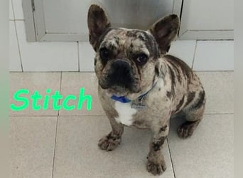Stitch geb. 08/2023 (ESP) - gesellige und neugierige Französische Bulldogge!