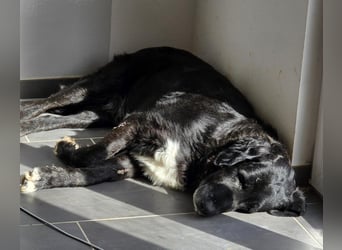 Sandro - kinderlieb, freundlich, gechillt