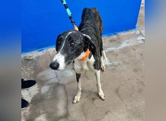Marylin, zauberhafte Galgo Lady, zu brav für die Jagd, abgegeben