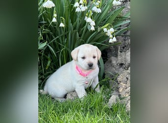 Labrador-Welpe mit Ahnentafel