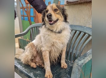 Axel - sanft, fröhlich, liebevoll mit Hund und Mensch - ein Traumtyp