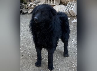 LENZI❤️unser kroat. Schäferhund-Mix-Rüde ist ein wahrer Sonnenschein!