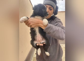 zuckersüßer Senna sucht Zuhause oder Pflegestelle!