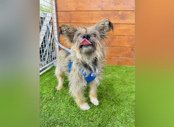 Twiga - kastrierte Yorkshire - Terrier - Rauhaardackel - Mischlingshündin GNADENBROT