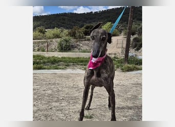 Guapino (TO) Aufgeschlossen, super lieb und verschmust