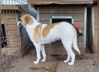 ♥KIMBY♥ bildschöne, anfangs noch schüchterne Junghündin, die schnell Vertrauen fassen wird 51 cm