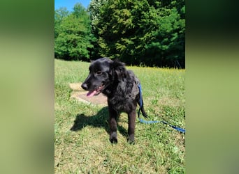 junger Jamie sucht ein Zuhause oder Pflegestelle, Retriever Mischling, Junghund
