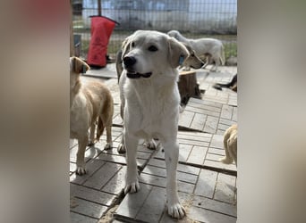 ♥JANOSCH♥ hübscher, sehr lieber, anfangs noch vorsichtiger Labrador-Mix-Rüde 48 cm