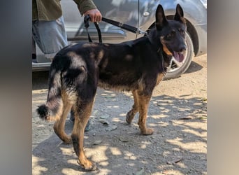 Traumhund Rider sucht sein Glück