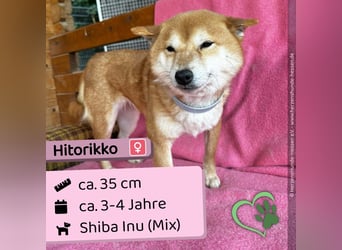 Hitorikko - süß, verschmust