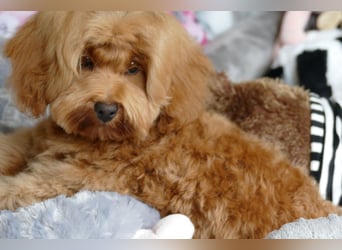 Wunderschöne Havapoo Welpen ähnlich Maltipoo (Toypudel/Zwergpudel + Havaneser)