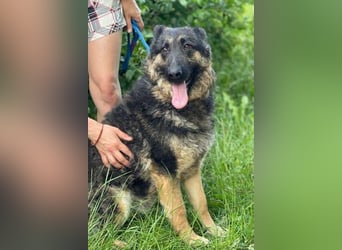 LIZA Collie-Schäferhund Mix