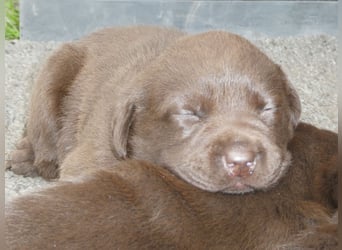 Labrador - Welpen