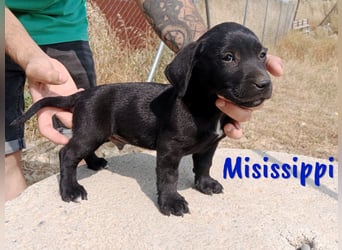 Misissippi geb. 03/2025 (in Deutschland) - kleiner Labrador-Mix Welpe!