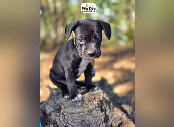 Hundebaby Sharik