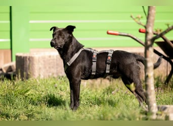 Jack freundlicher schlauer Black Beauty