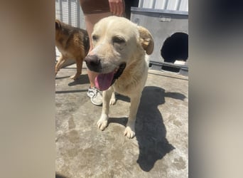 Und dann kam BAILEY - ein liebevoller Hundeopi mit trauriger Vergangenheit sucht endlich sein Glück