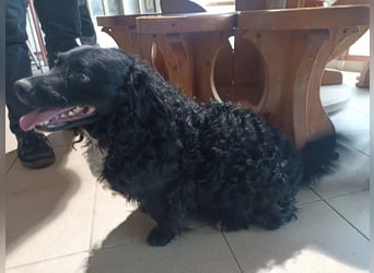 Szálas VA – junger Puli-Mix mit offenem Wesen sucht liebevolles Zuhause