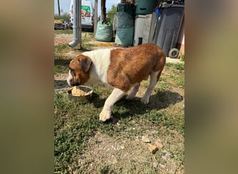 Orlando, gemütlicher Englische Bulldogge geb. 2025