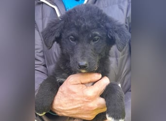 Lieber Srecko ❤️ schmusiger Husky-Mix