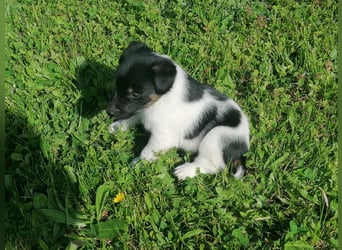 Foxterrier 