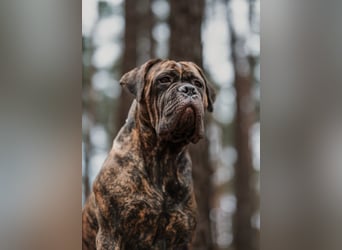 Wir erwarten Cane Corso Italiano Welpen