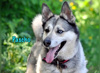 Pascho 03/2022 - energiegeladener und lernwilliger Husky (Mix) sucht sportliche Rasseliebhaber!