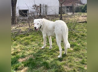 VANCOUVER – großer Herzenshund mit Herdenschutzhund-Seele