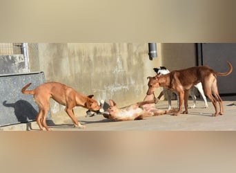 BARNABY-bei Anblick - LIEBE- hier wartet ein Seelenhund auf seine liebevolle Familie
