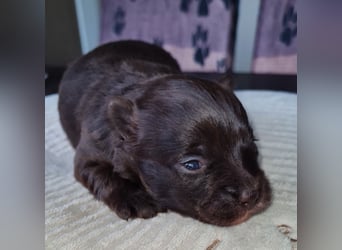 Bezaubernde Welpen aus Bolonka Zwetna und Pomeranian (Zwergspitz)