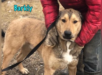 Barkly geb. 06/2022 - ausgeglichener, kluger und lernwilliger Jungrüde!