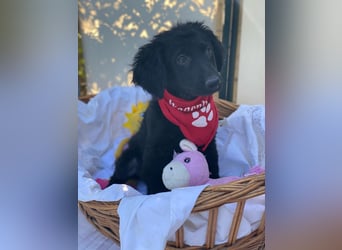 Bari LM - Zuhause gesucht – Neun kleine Hundekinder auf großer Mission