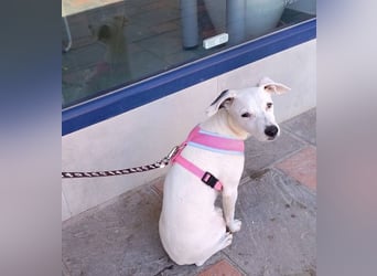 Milka (Spanien) – liebevoll und menschenbezogen sucht ihr Zuhause