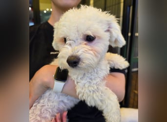 Ttabong - Bichon Frise zum verlieben <3 kleiner Charmeur