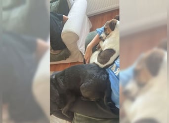 Jack Russel Hündin Fika