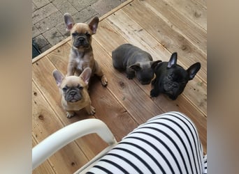 Schmusehund sucht neues liebevolles Zuhause