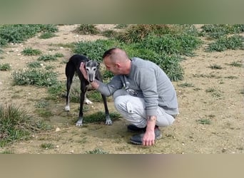 Bezaubernde, sanfte MORA-stets freundlich,aufgeschlossen,hat viel Liebe zu geben, sucht ihre Familie