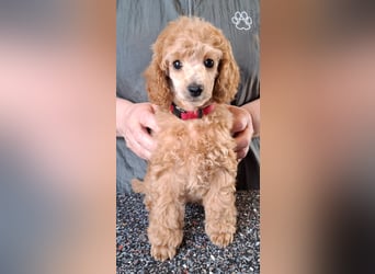 Zuckersüsser Kleinpudel Welpe - Hündin fawn/apricot