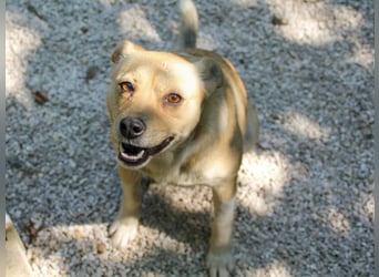 Freundliche INESSA sucht Zuhause zum kuscheln
